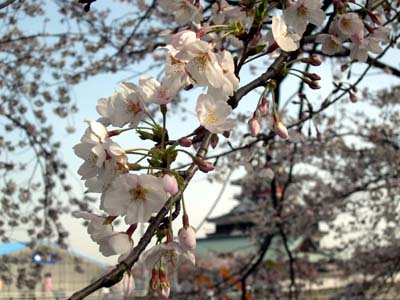 桜と清洲城